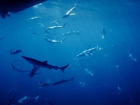 attention aux requins